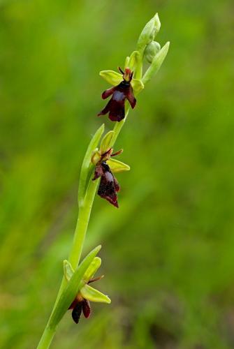 hmyzovník muchovitý