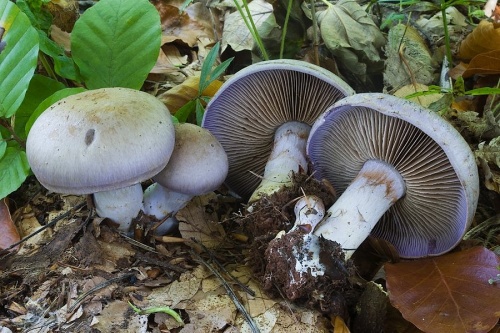 pavučinovec listnáčový / pavučinec hajní