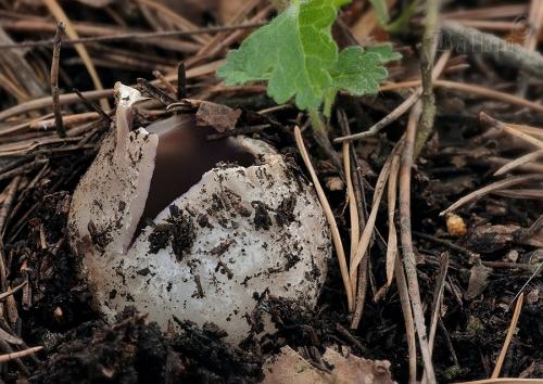 tulipánovka fialová / baňka velkokališná