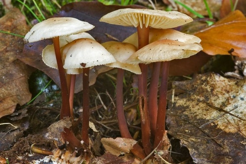 peniazovka červenohlúbiková / penízovka červenonohá