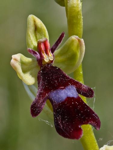 hmyzovník muchovitý