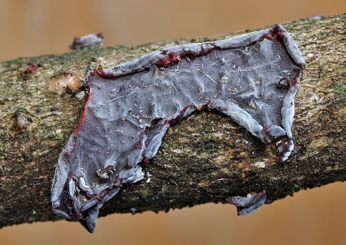 cytídia vŕbová / kůžička červená