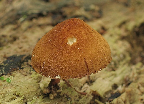 Hrdzavec