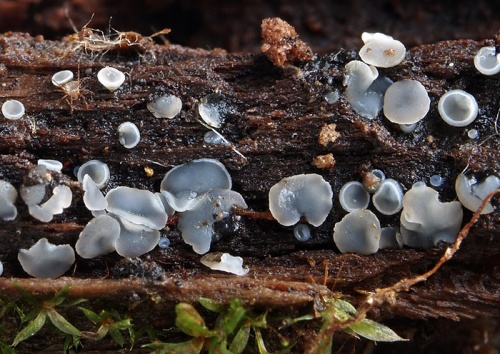 molízia tmavá / plstnatka hnědá