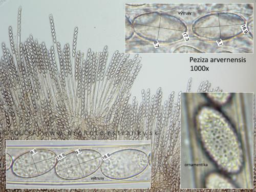 čiaška buková / řasnatka lesní