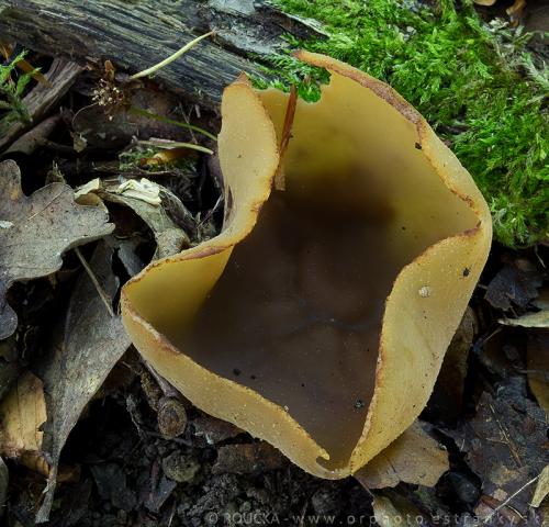 čiaška buková / řasnatka lesní