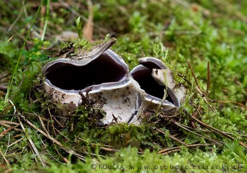 tulipánovka fialová / baňka velkokališná
