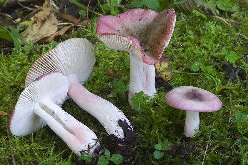 plávka štíhla / holubinka štíhlá