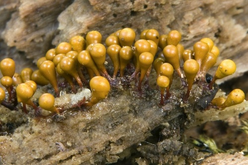 vlasovníčka kyjačikovitá / vlasenka kyjovitá