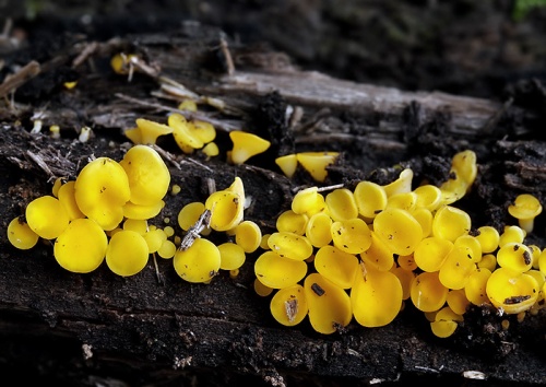 okrasník žltý / voskovička citrónová