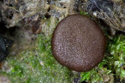 askobol spáleniskový / hovník spáleništní