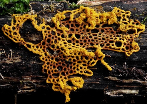 vlasenka plazivá CZ)