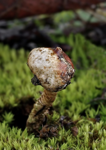 stopkovec zimný / palečka zimní