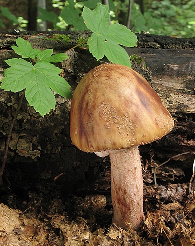 muchotrávka červenkastá / muchomůrka růžovka