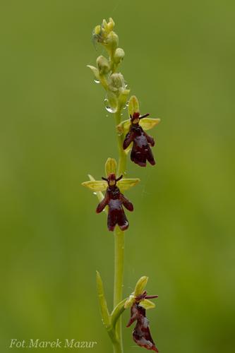 hmyzovník muchovitý