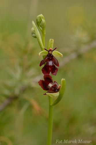 hmyzovník muchovitý