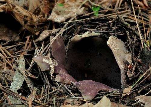tulipánovka fialová / baňka velkokališná