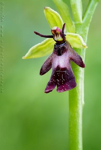 hmyzovník muchovitý