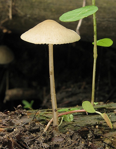 prilbička ružovolupeňová / helmovka tuhonohá
