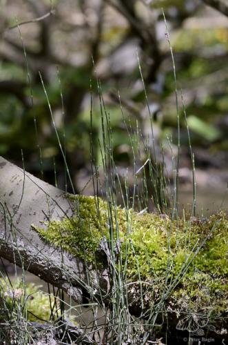 prasličkovka pestrá