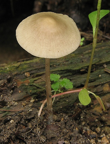 prilbička ružovolupeňová / helmovka tuhonohá