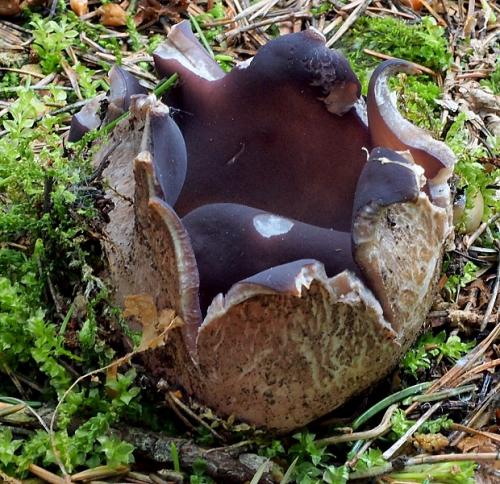 tulipánovka fialová / baňka velkokališná