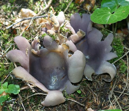 tulipánovka fialová / baňka velkokališná