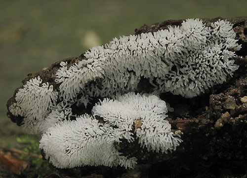 rohačka kríčkovitá / válečkovka keříčkovitá