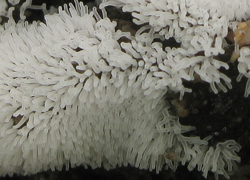 rohačka kríčkovitá / válečkovka keříčkovitá