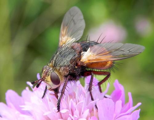 bystruša červenonohá