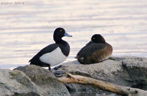 chochlačka vrkočatá