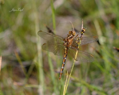 vážka / vážka hnědoskvrnná / Southern Skimmer