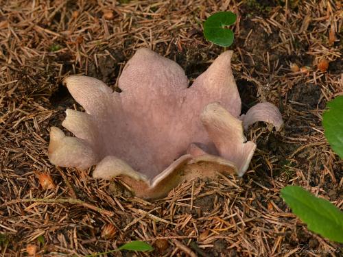 tulipánovka fialová / baňka velkokališná