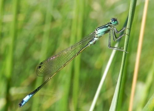 šidielko väčšie / šidélko větší / Common Bluetail