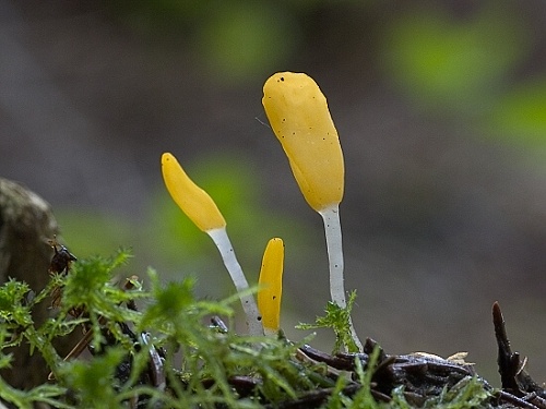 čiapočka močiarna / čapulka bahenní