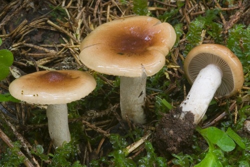 šťavnačka terčovitá / šťavnatka terčovitá