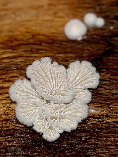 klanolupeňovka obyčajná / klanolístka obecná