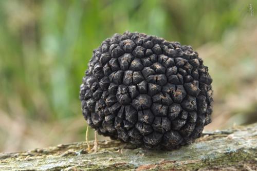 hľuzovka letná / lanýž letní