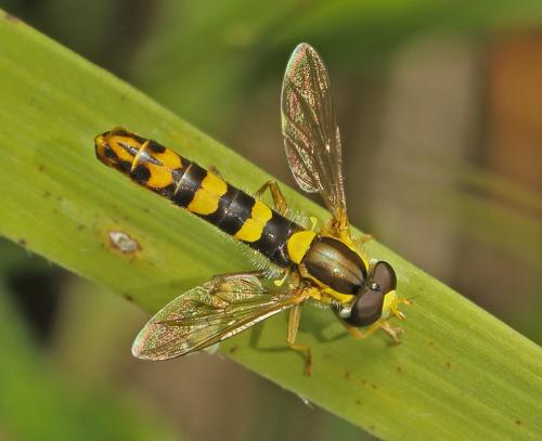 Sphaerophoria scripta