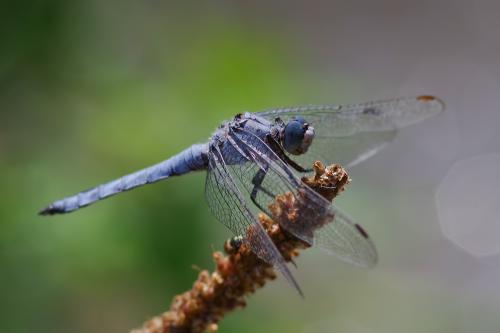 vážka / vážka hnědoskvrnná / Southern Skimmer