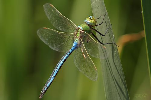 šidlo obrovské / šídlo královské / Blue Emperor