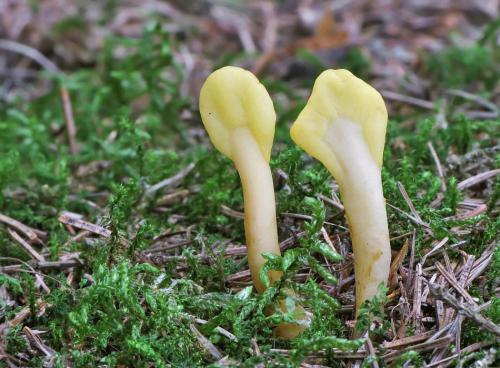 lopatička žltkastá / lopatička kyjovitá