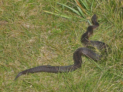 vretenica severná