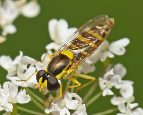 Sphaerophoria scripta