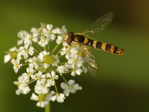 Sphaerophoria scripta