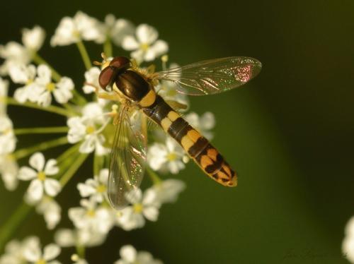 Sphaerophoria scripta