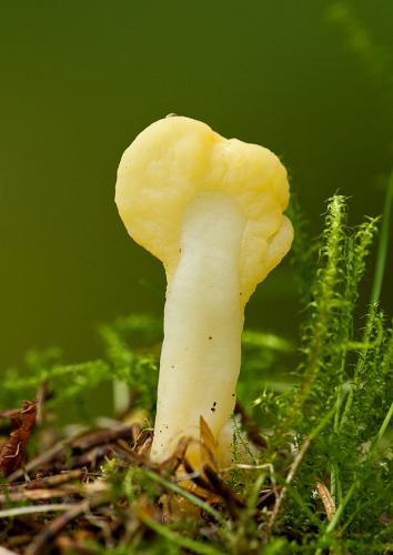 lopatička žltkastá / lopatička kyjovitá