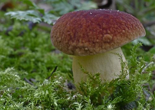 hríb jamkatý / hřib jamkatý