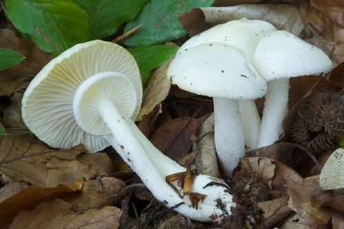 šťavnačka slonovinová / šťavnatka slonovinová