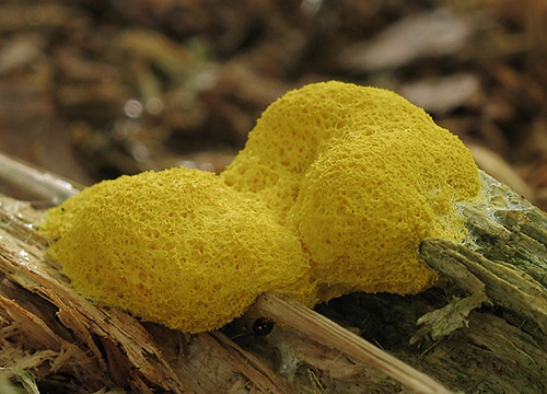 slizovka žĺtková / slizovka tříslová